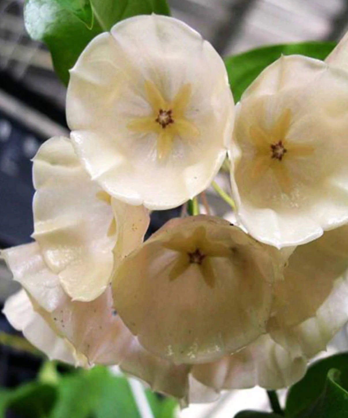 Hoya campanulata splash