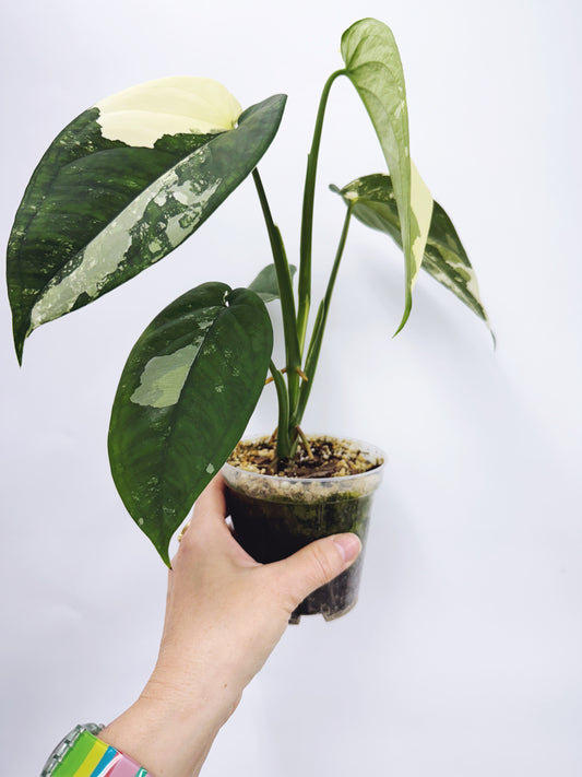 Syngonium Chiapense Variegated