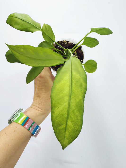 Anthurium vittarifolium x self seedling