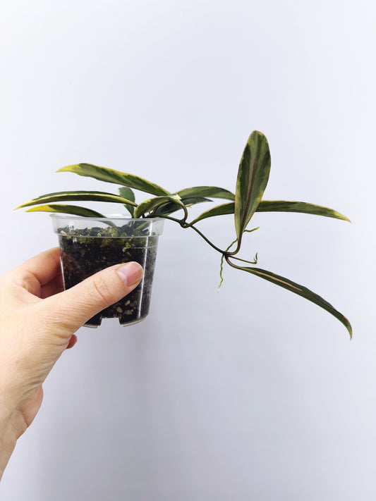 Hoya kentiana lori lyn