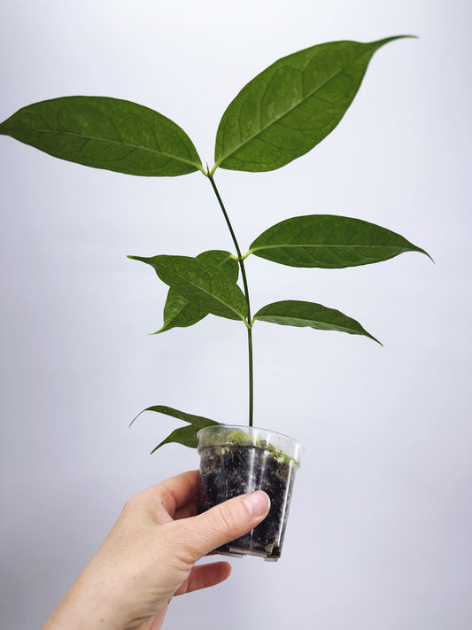Hoya campanulata splash