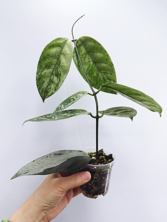 Hoya coriacea silver splash
