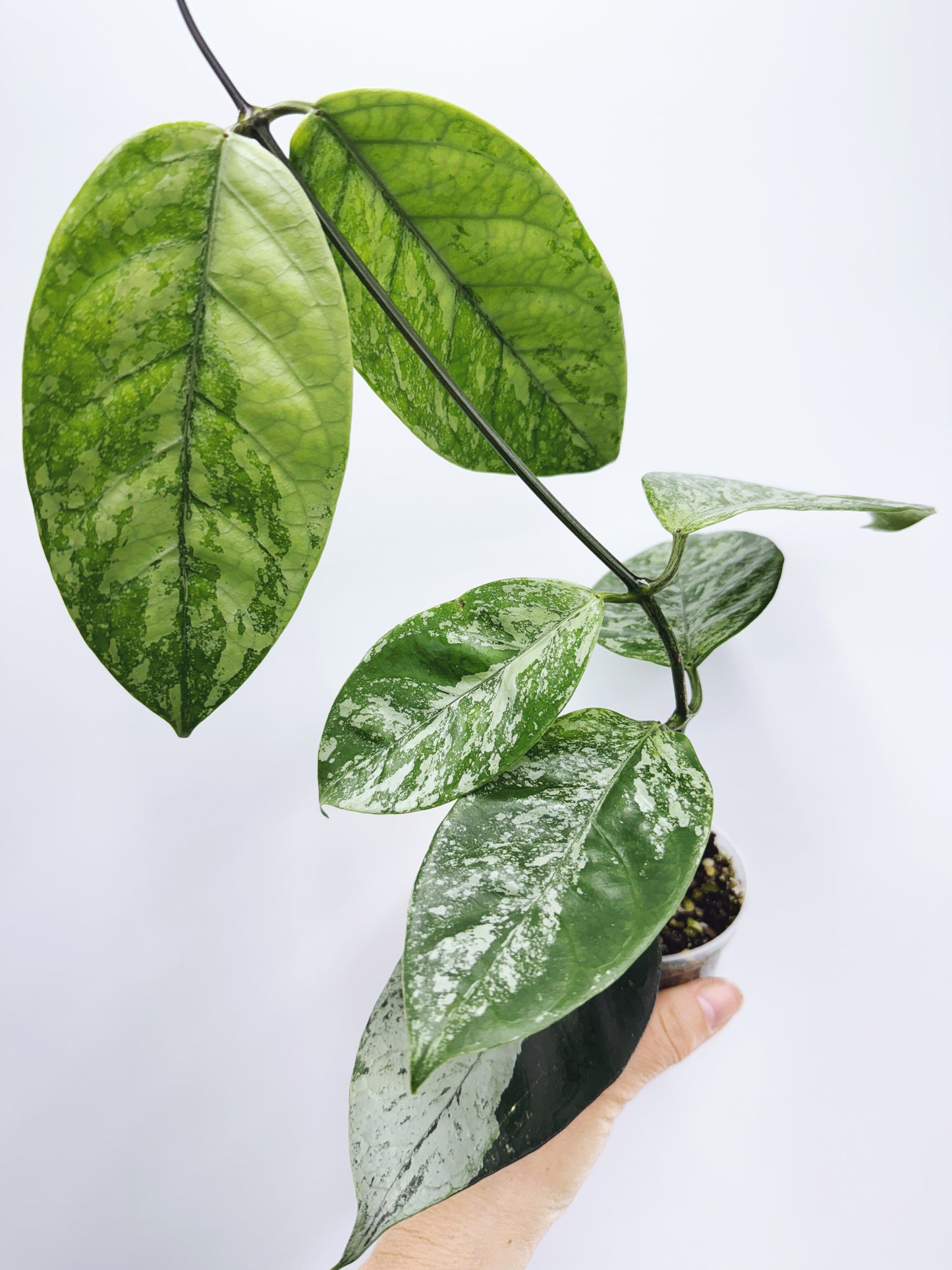 Hoya coriacea silver splash
