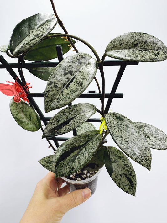 Hoya wilbur graves (high variegation)