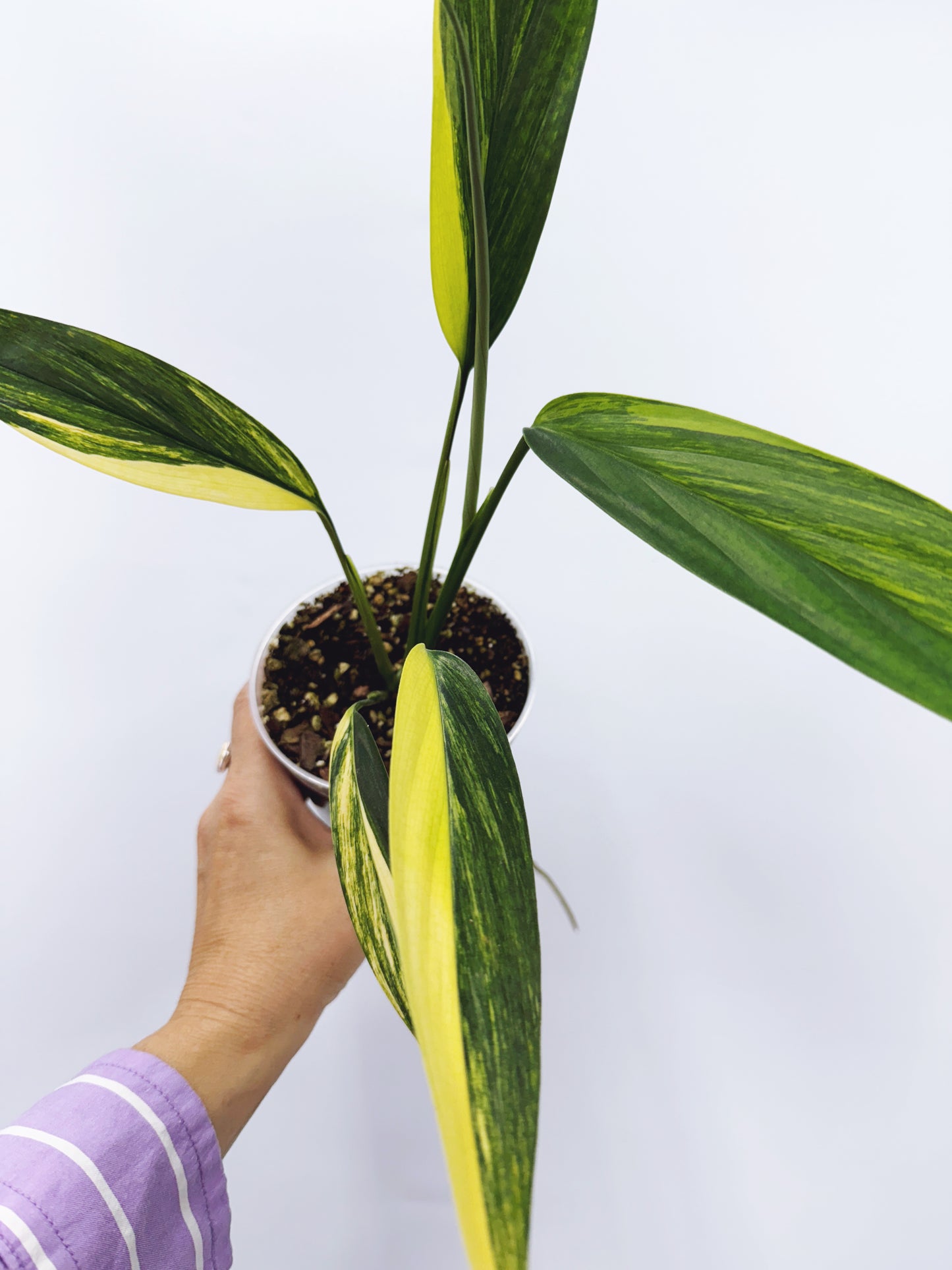 Epipremnum amplissimum aurea