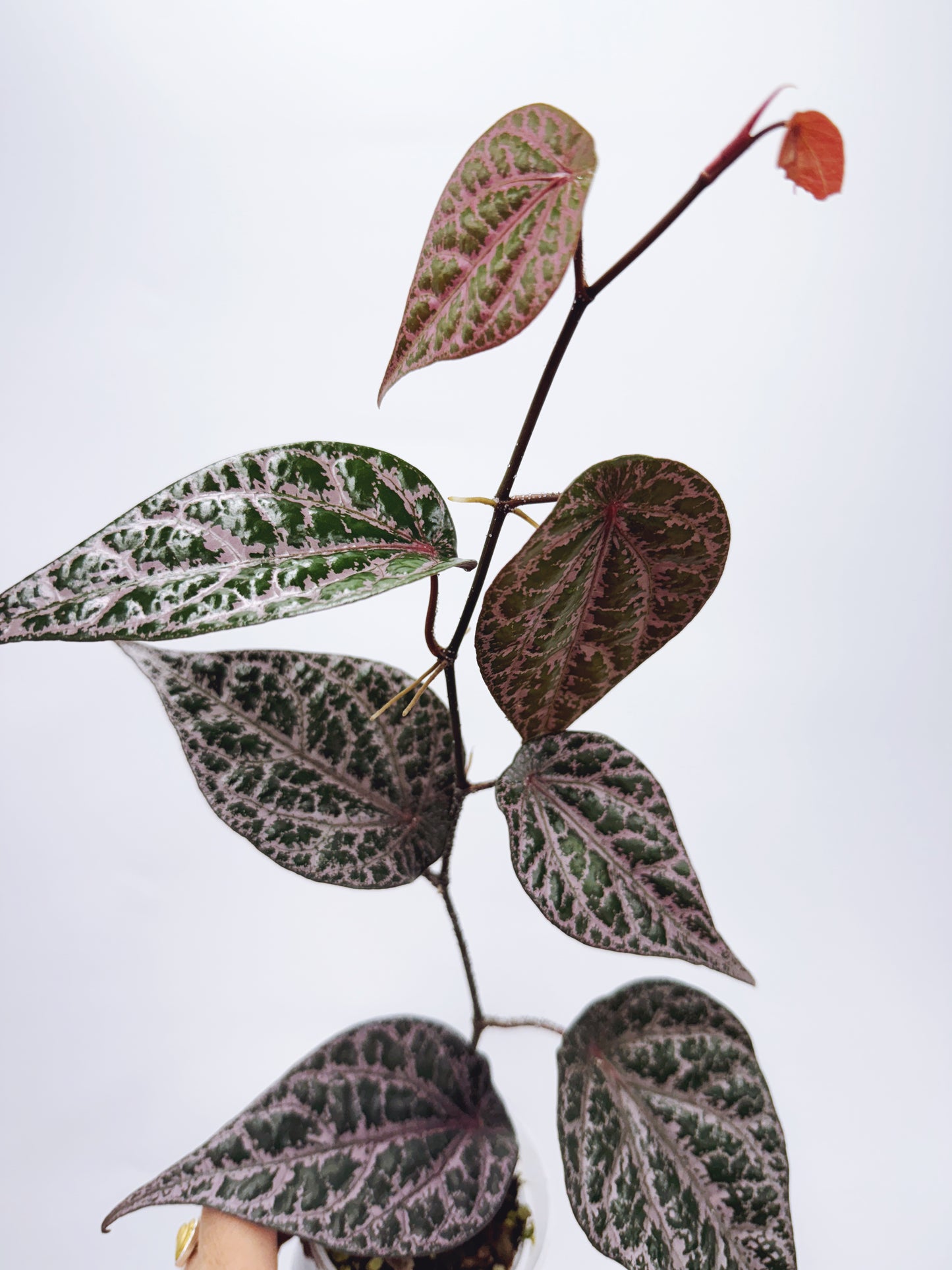 Piper Crocatum