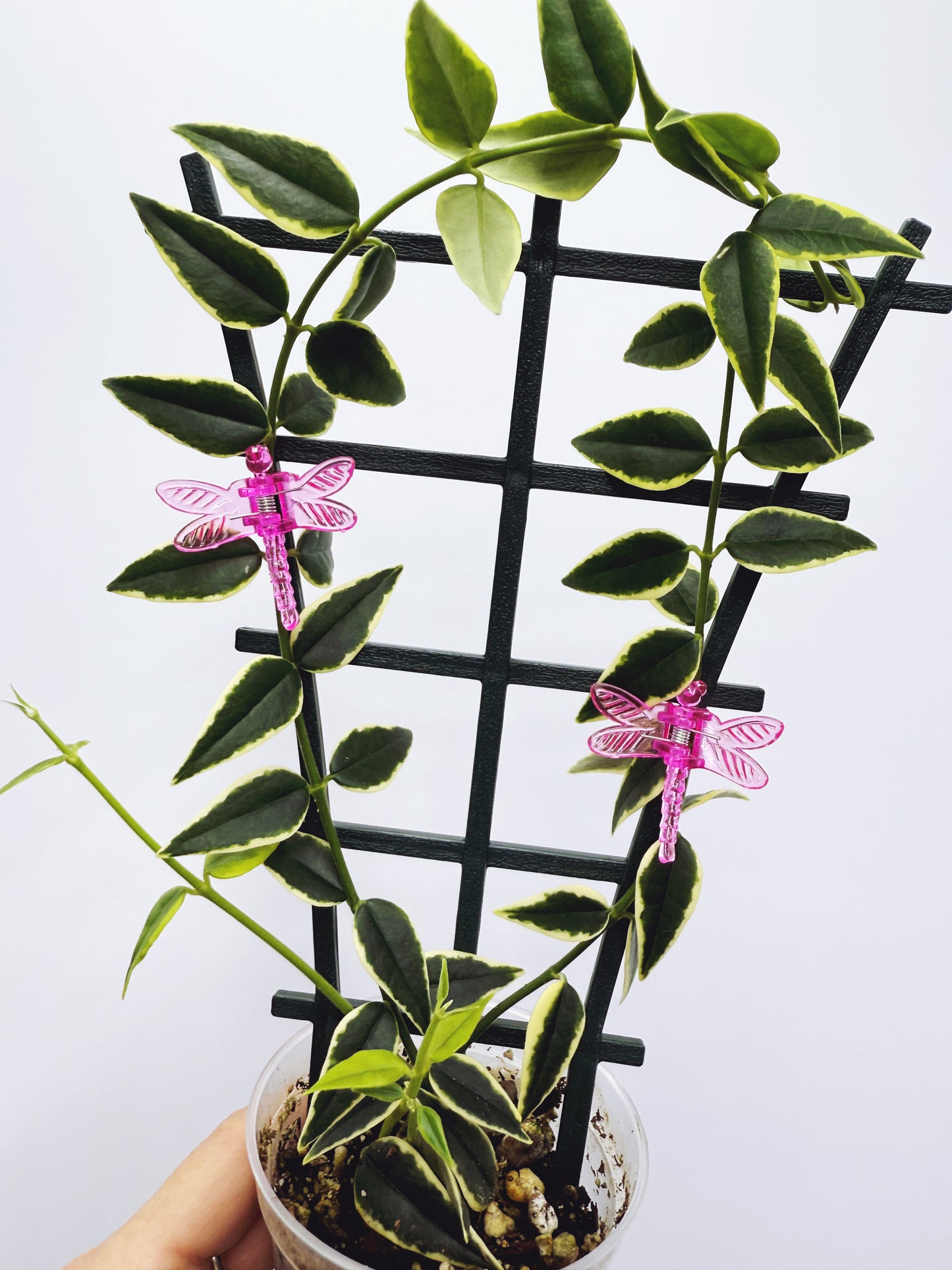 Hoya bella variegated
