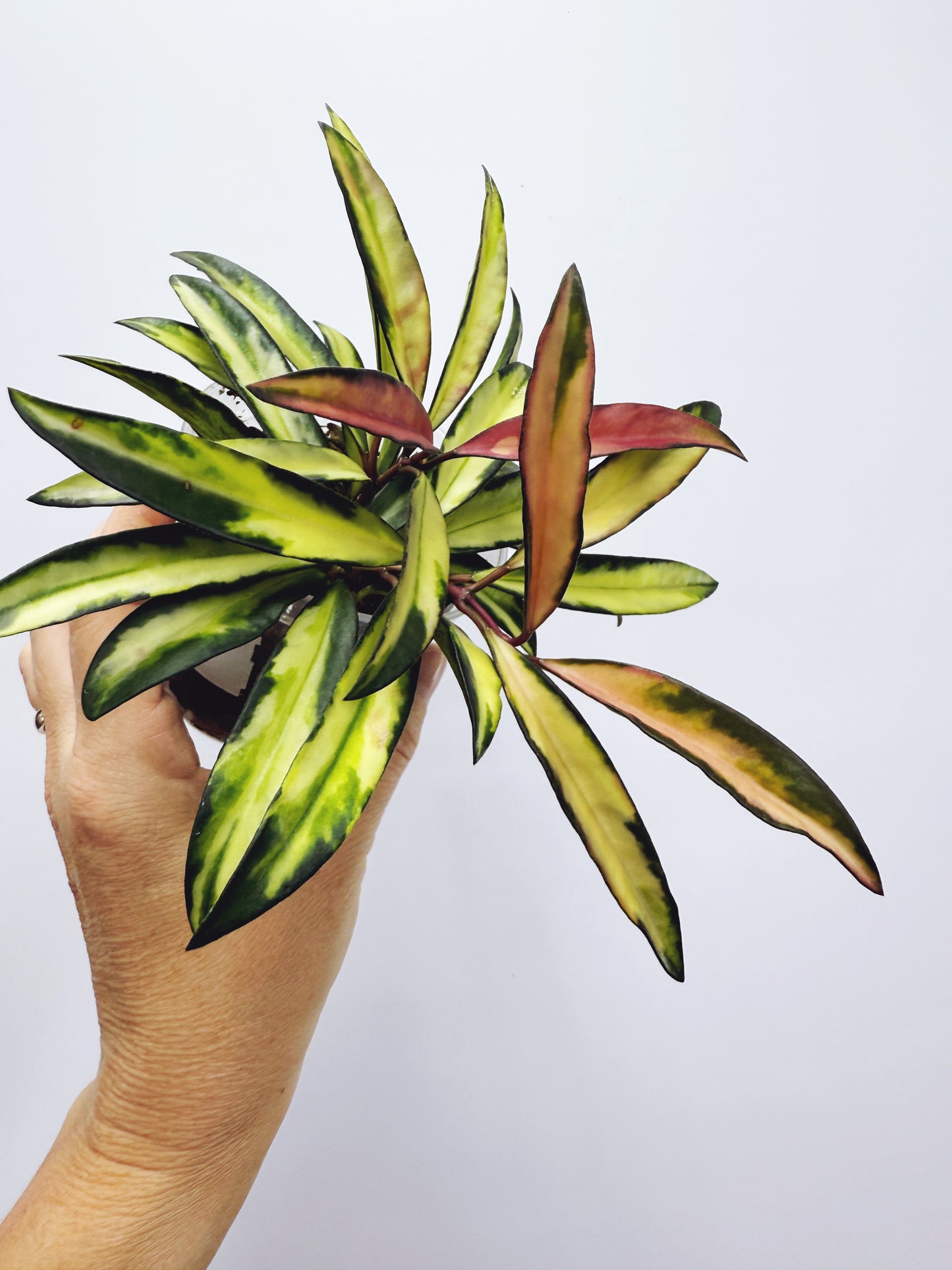 Hoya wayetii variegated