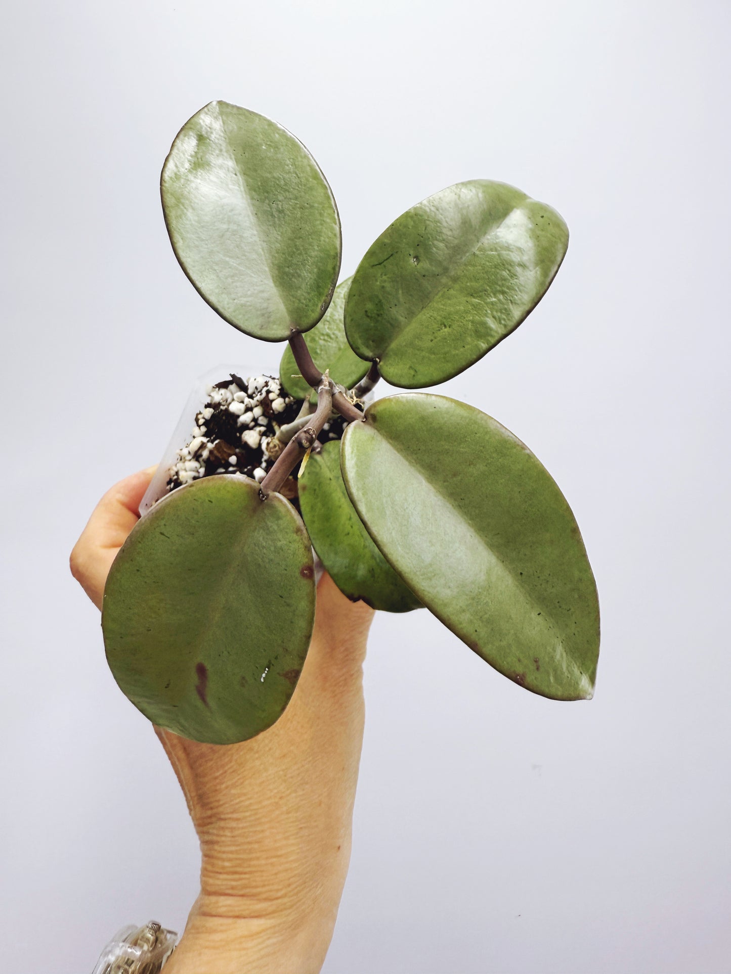 Hoya silver dollar