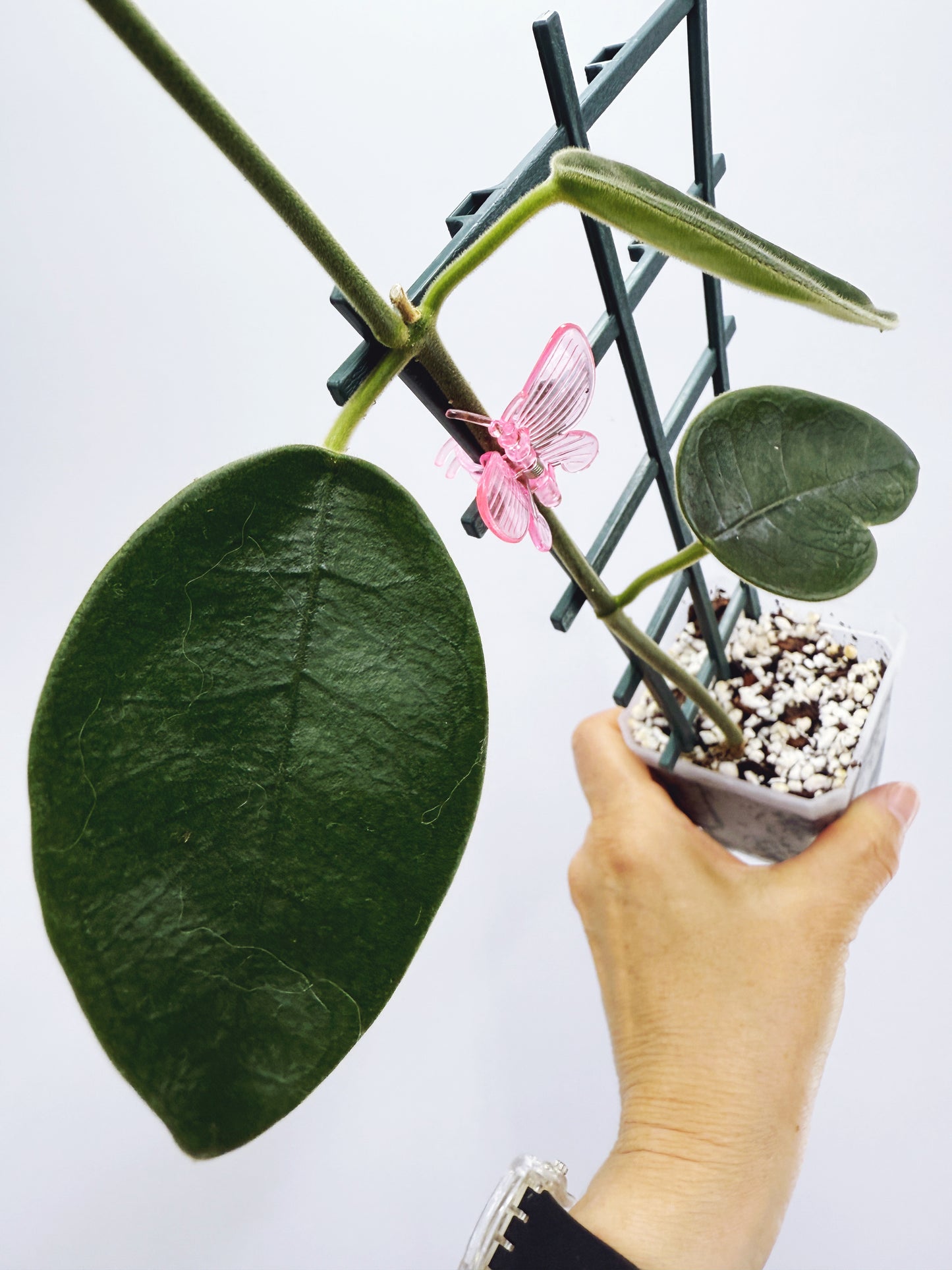Hoya lauterbachii