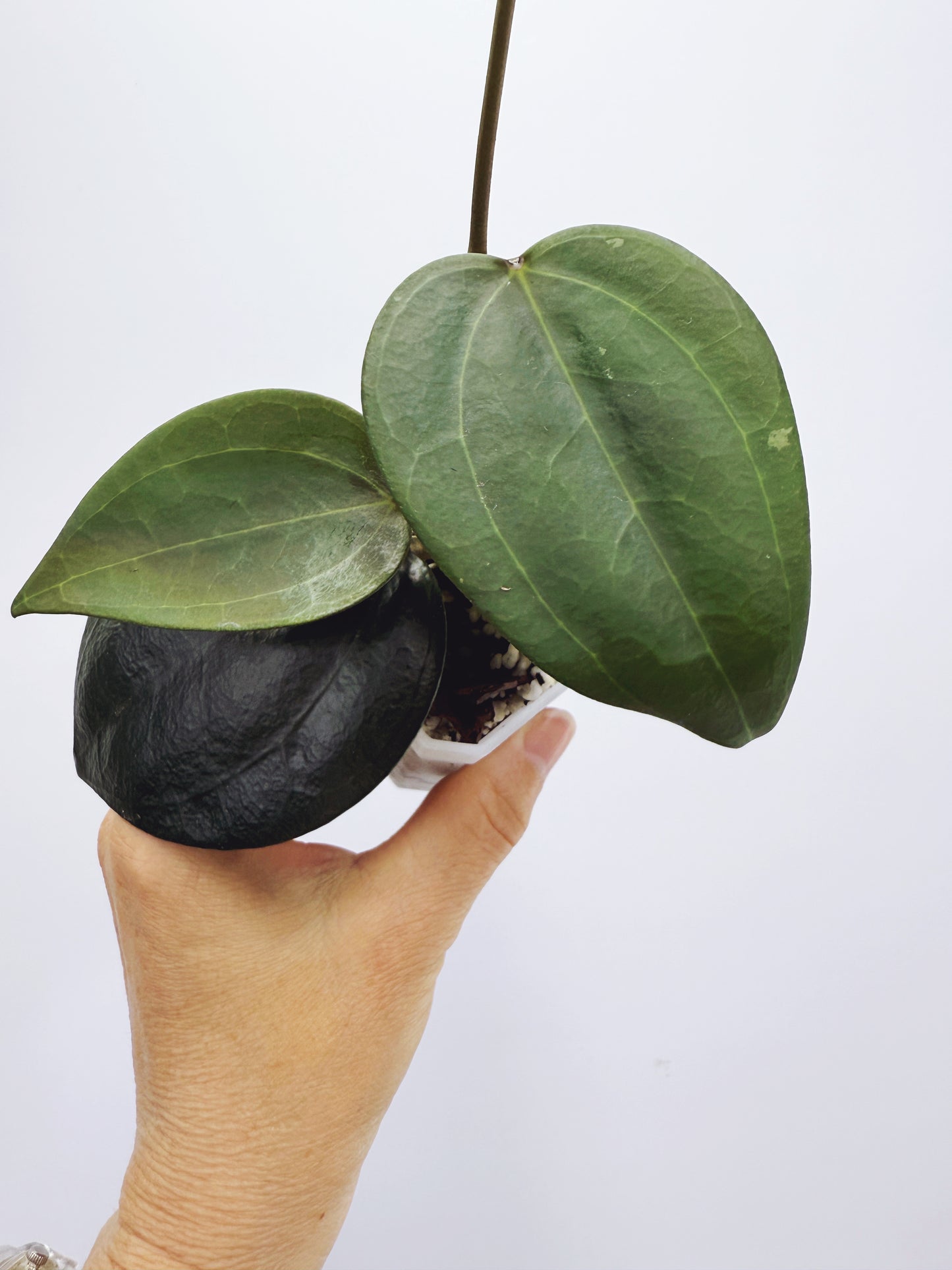 Hoya Macrophylla Red