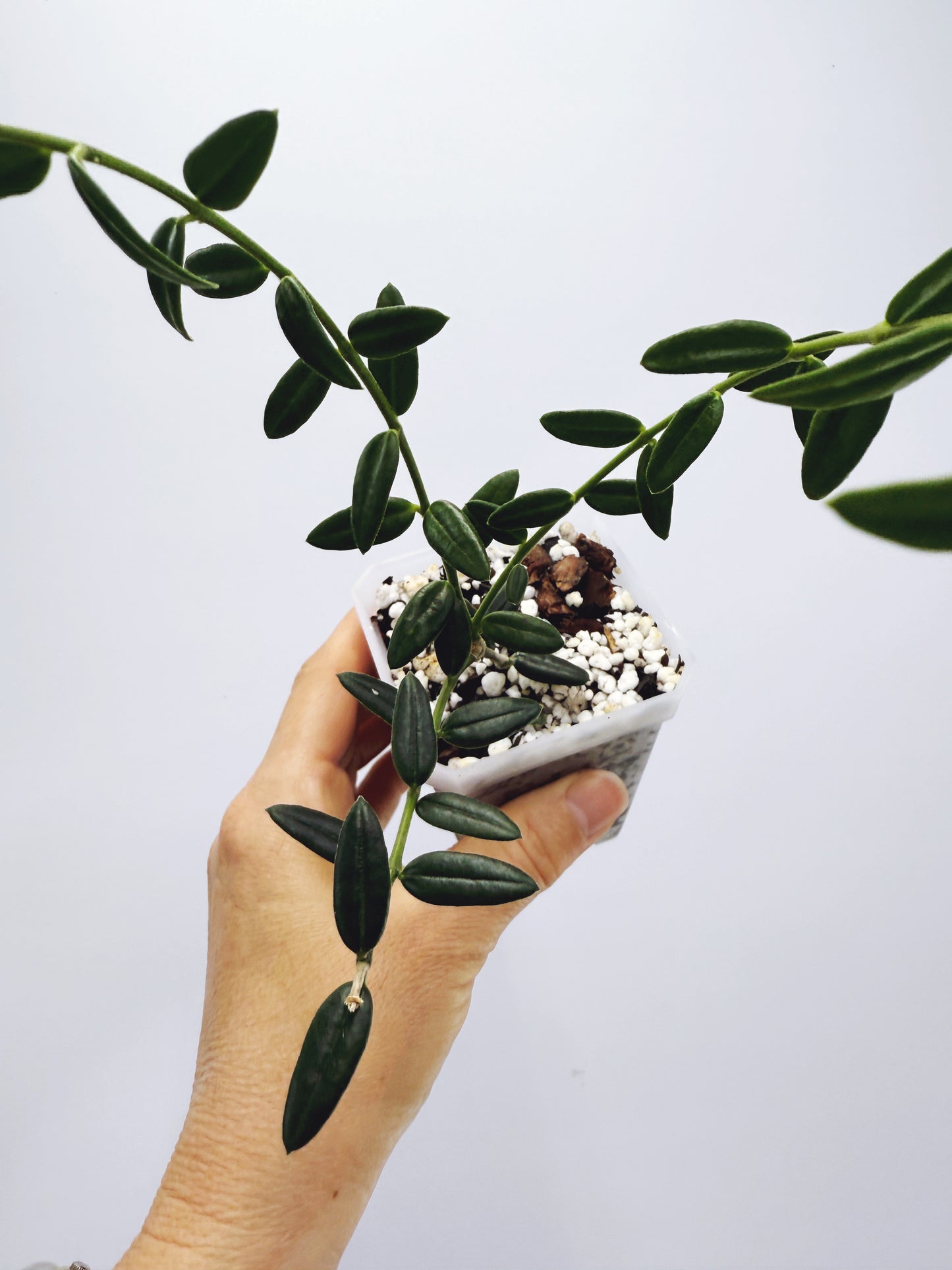 Hoya engleriana