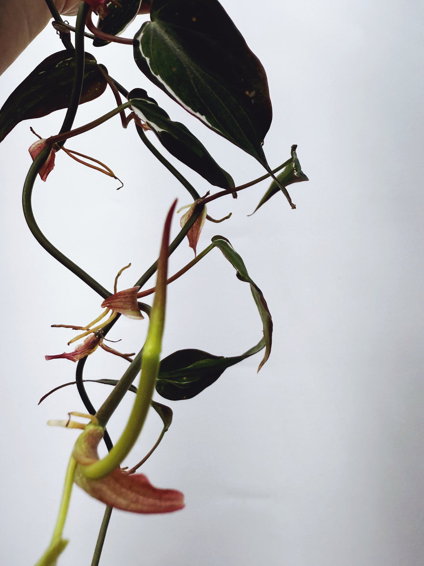 Philodendron micans velvet halo