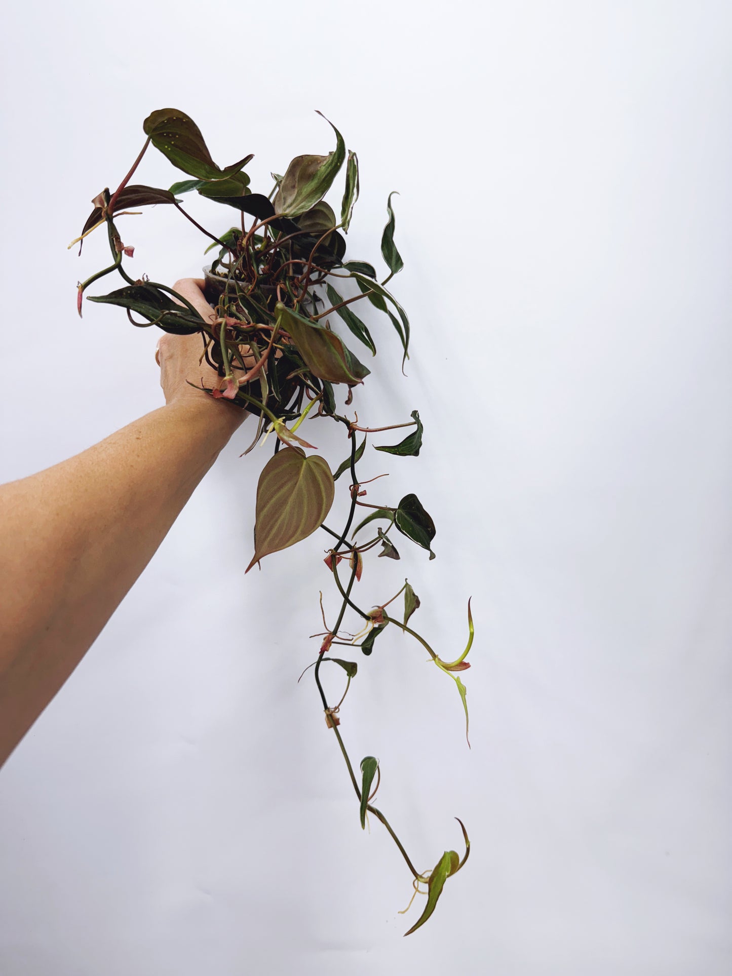 Philodendron micans velvet halo