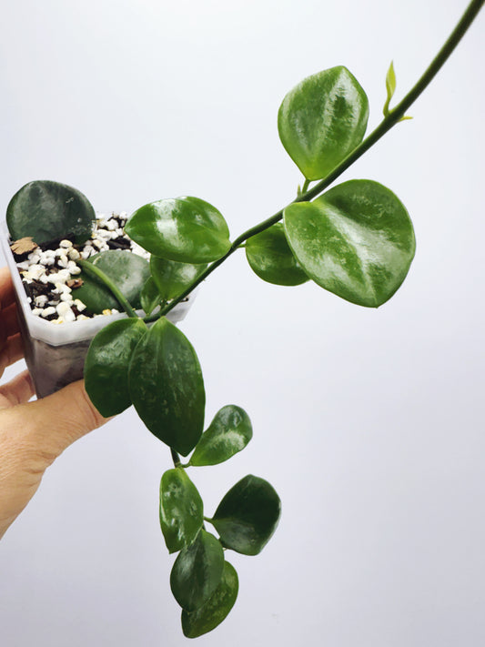 Hoya collina sp. biak