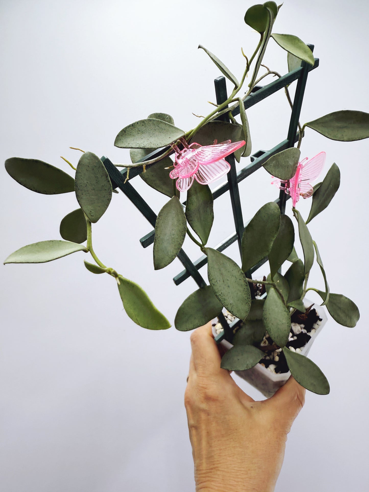 Hoya nummularioides silver