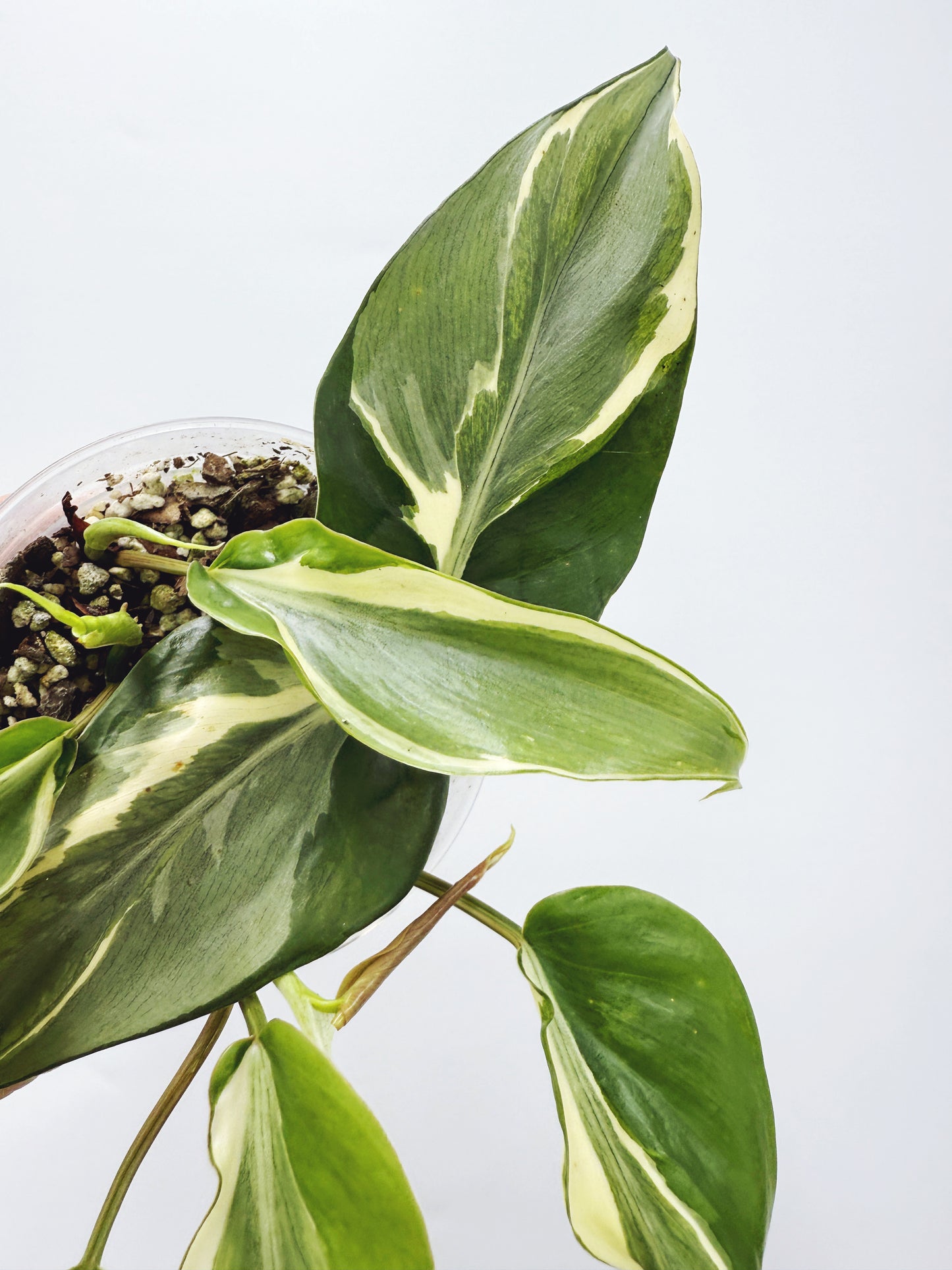 Philodendron rio