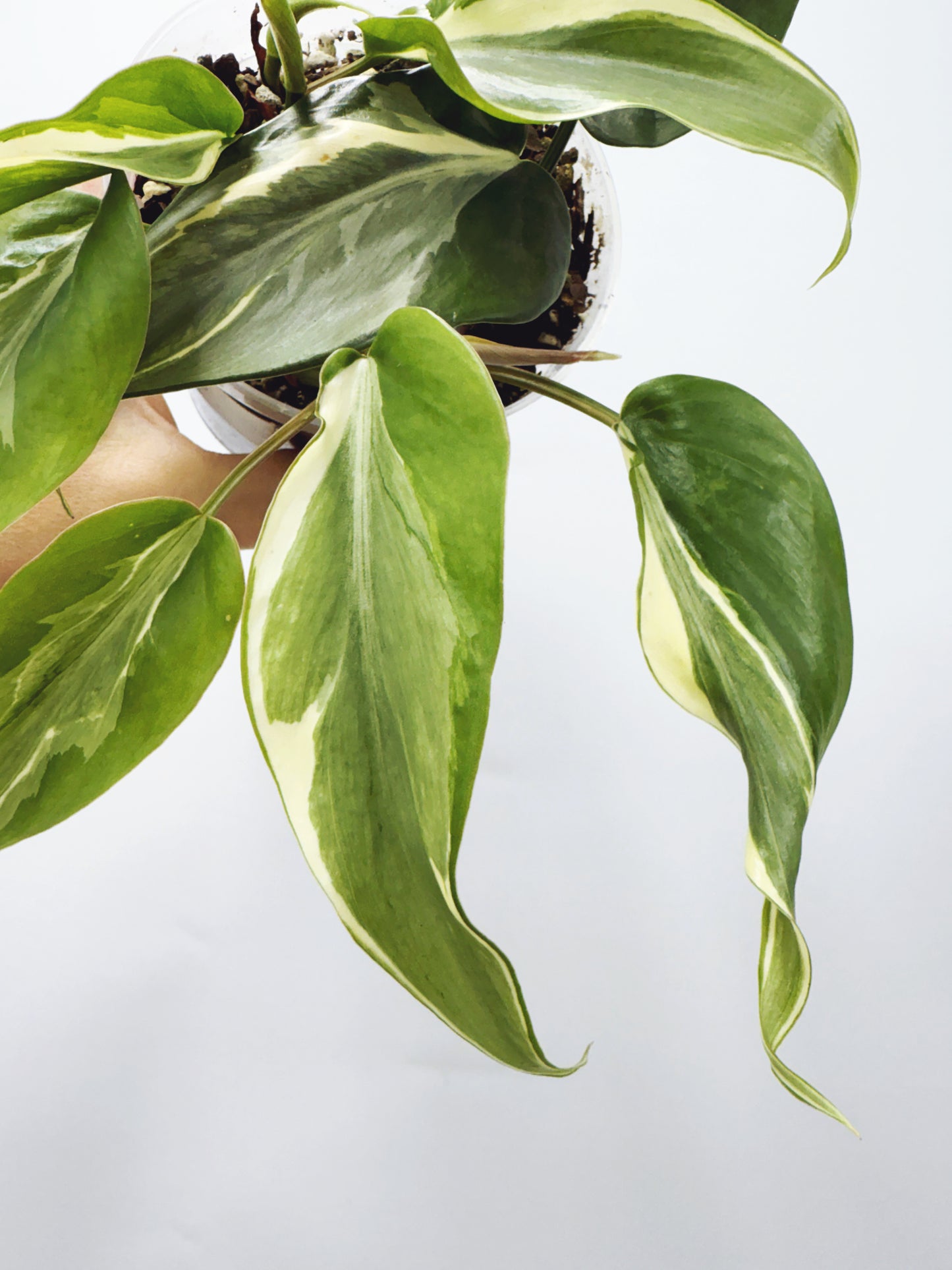 Philodendron rio