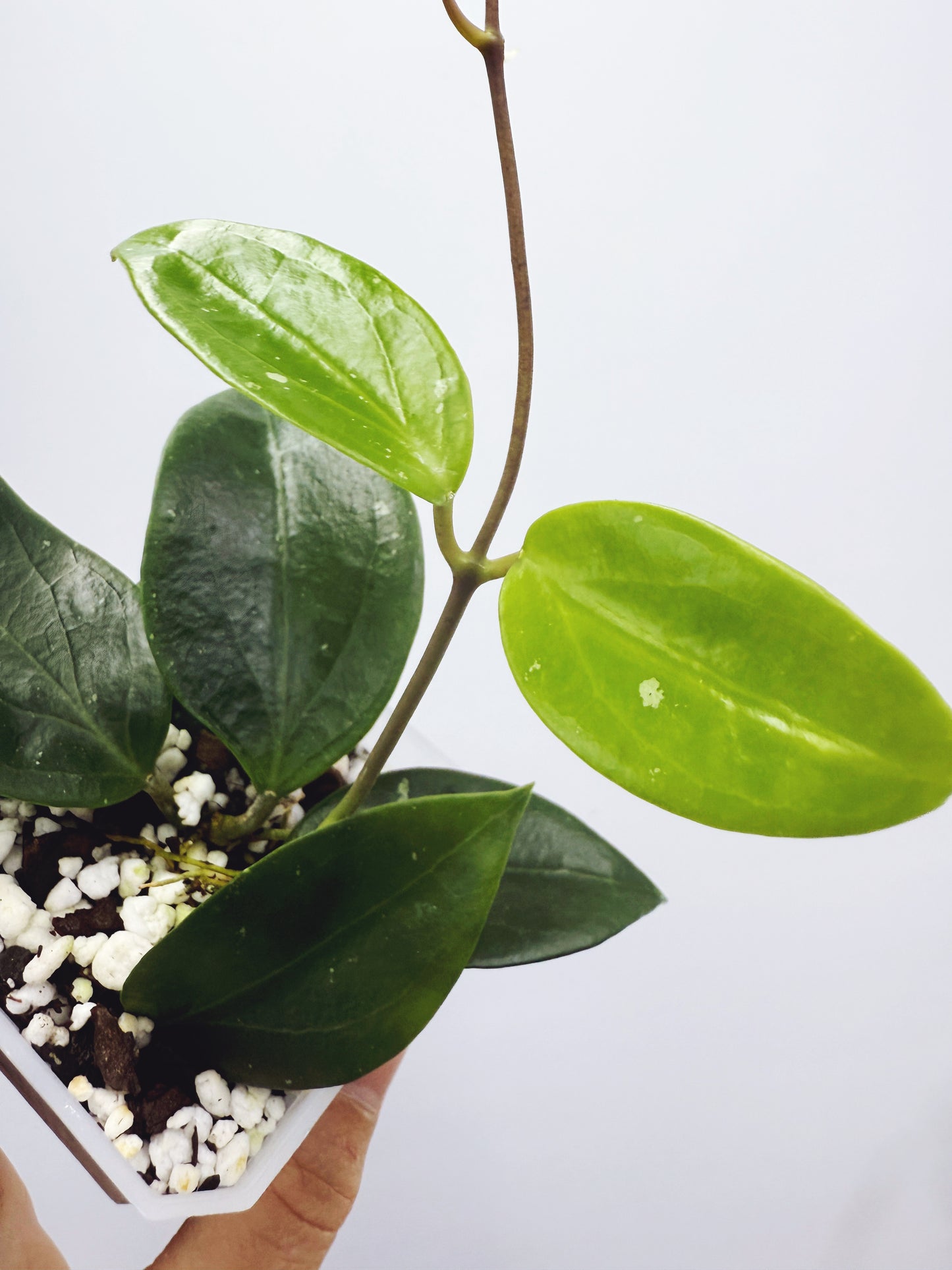Hoya limonica