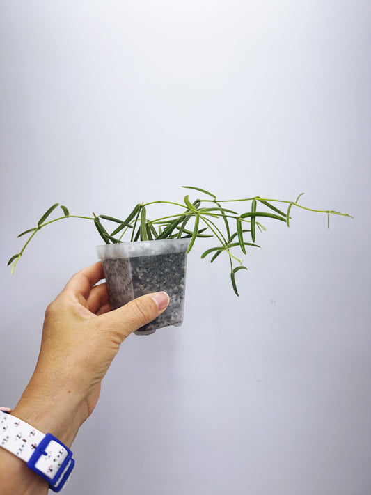 Hoya linearis
