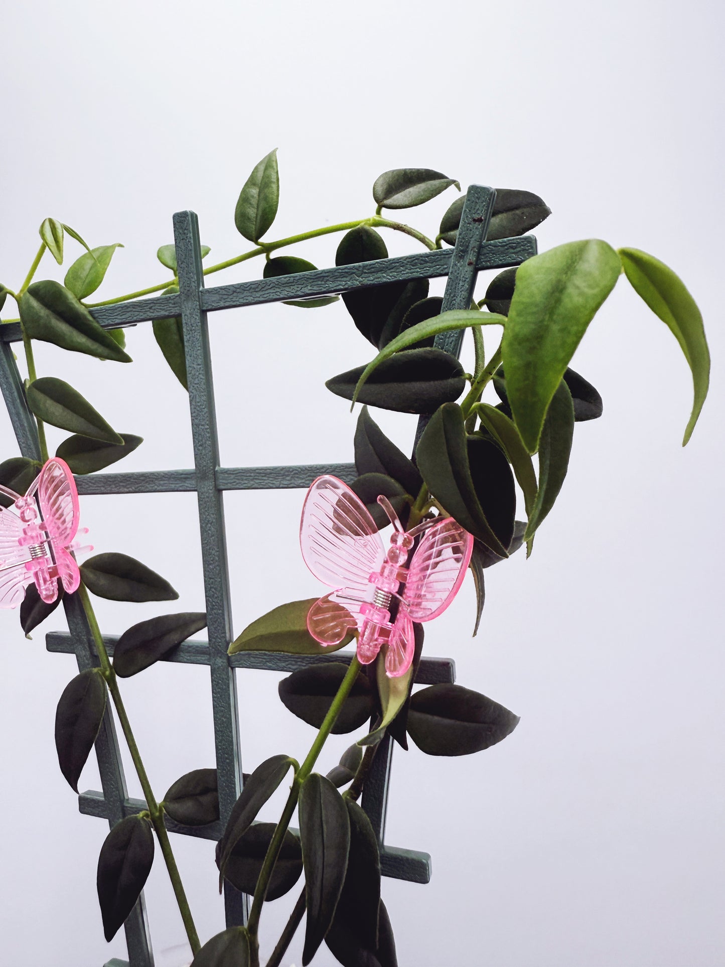 Hoya bella