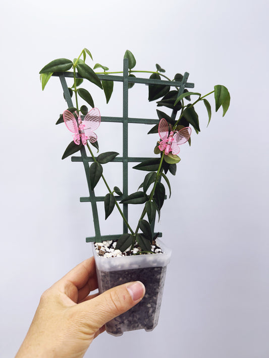 Hoya bella