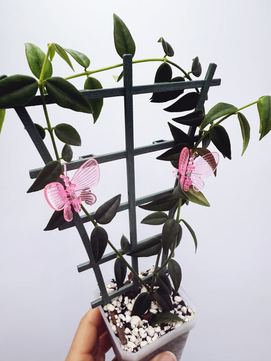 Hoya bella