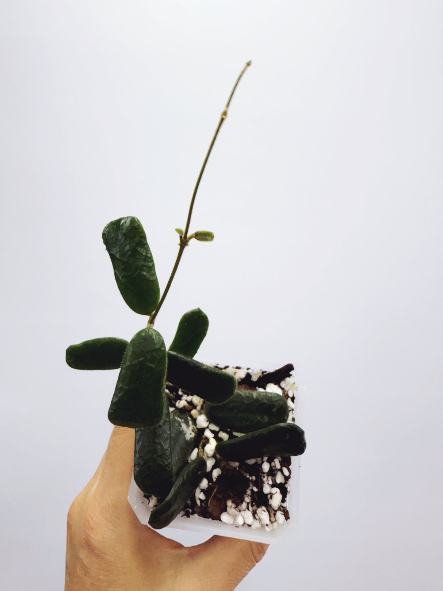 Hoya rotundiflora