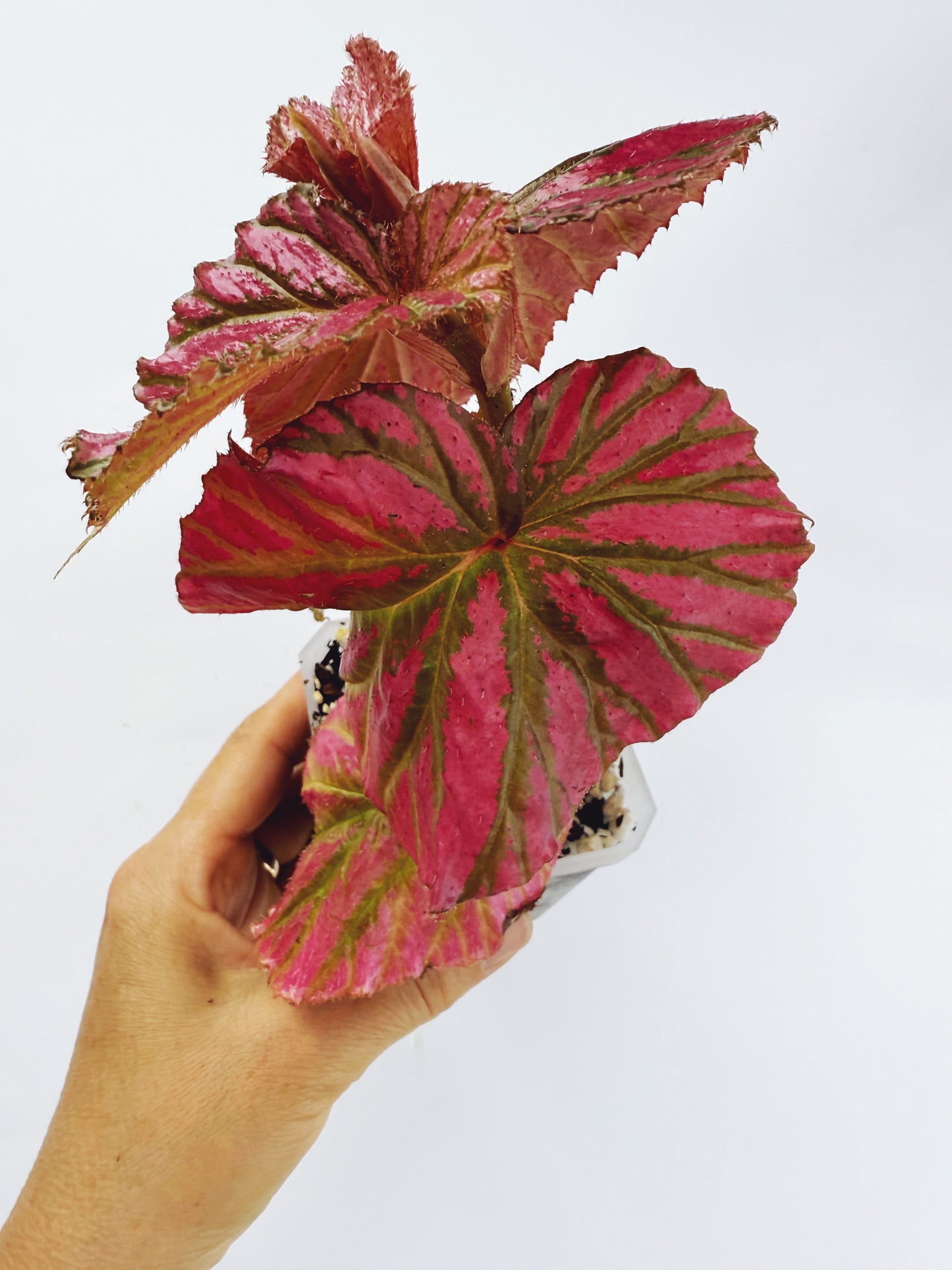 Begonia brevirimosa ssp exotica