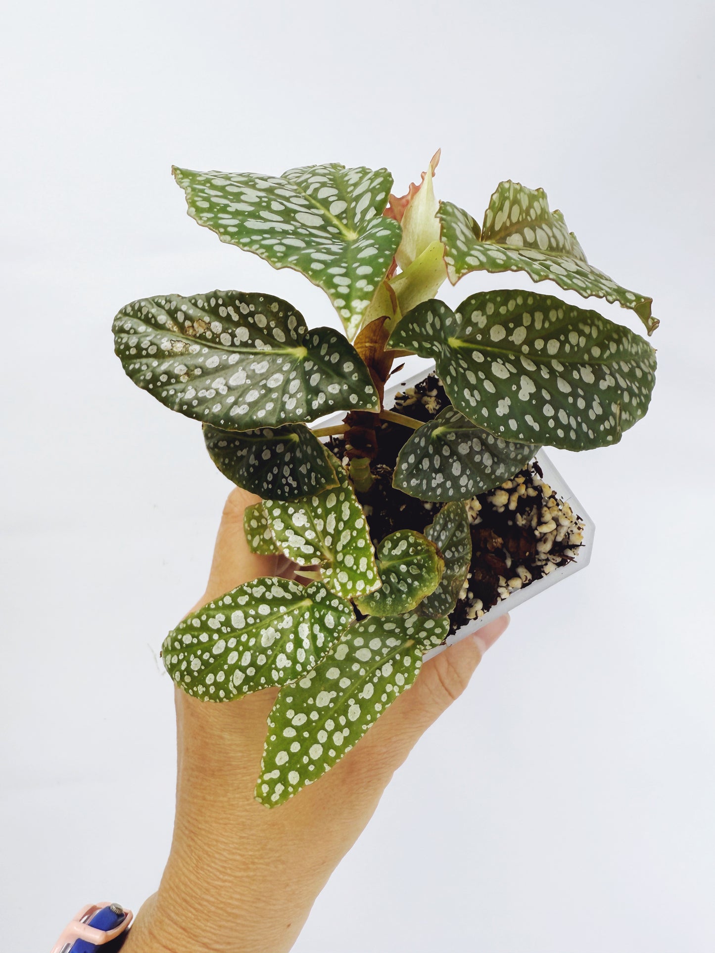Begonia white ice