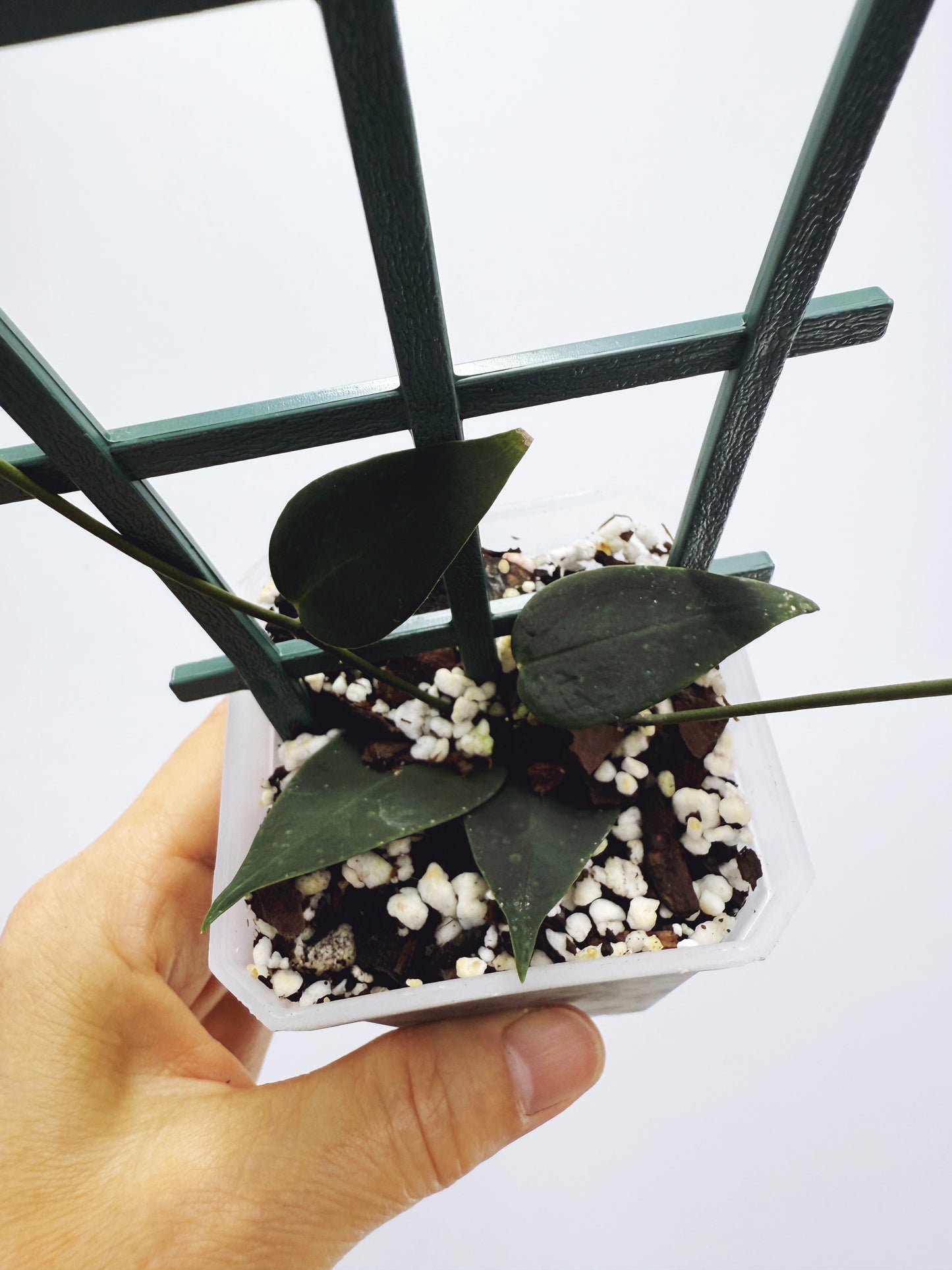 Hoya carrii NS13-064