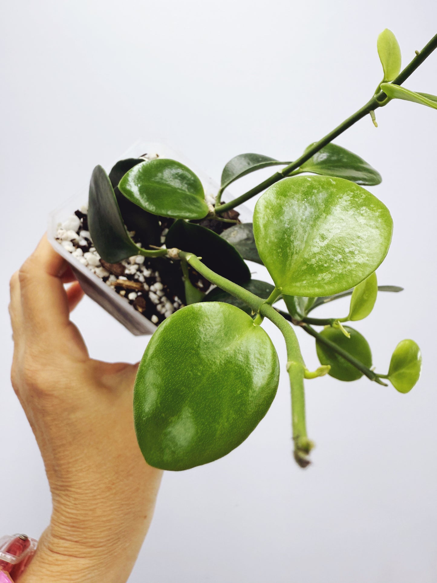 Hoya biakensis splash