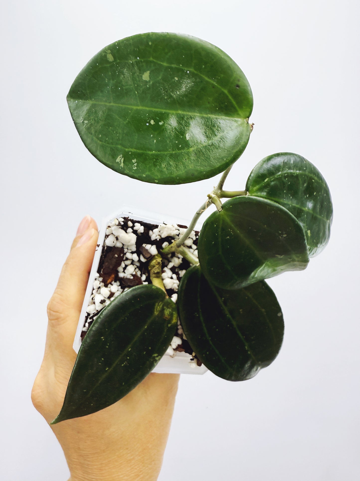 Hoya hanhiae yellow