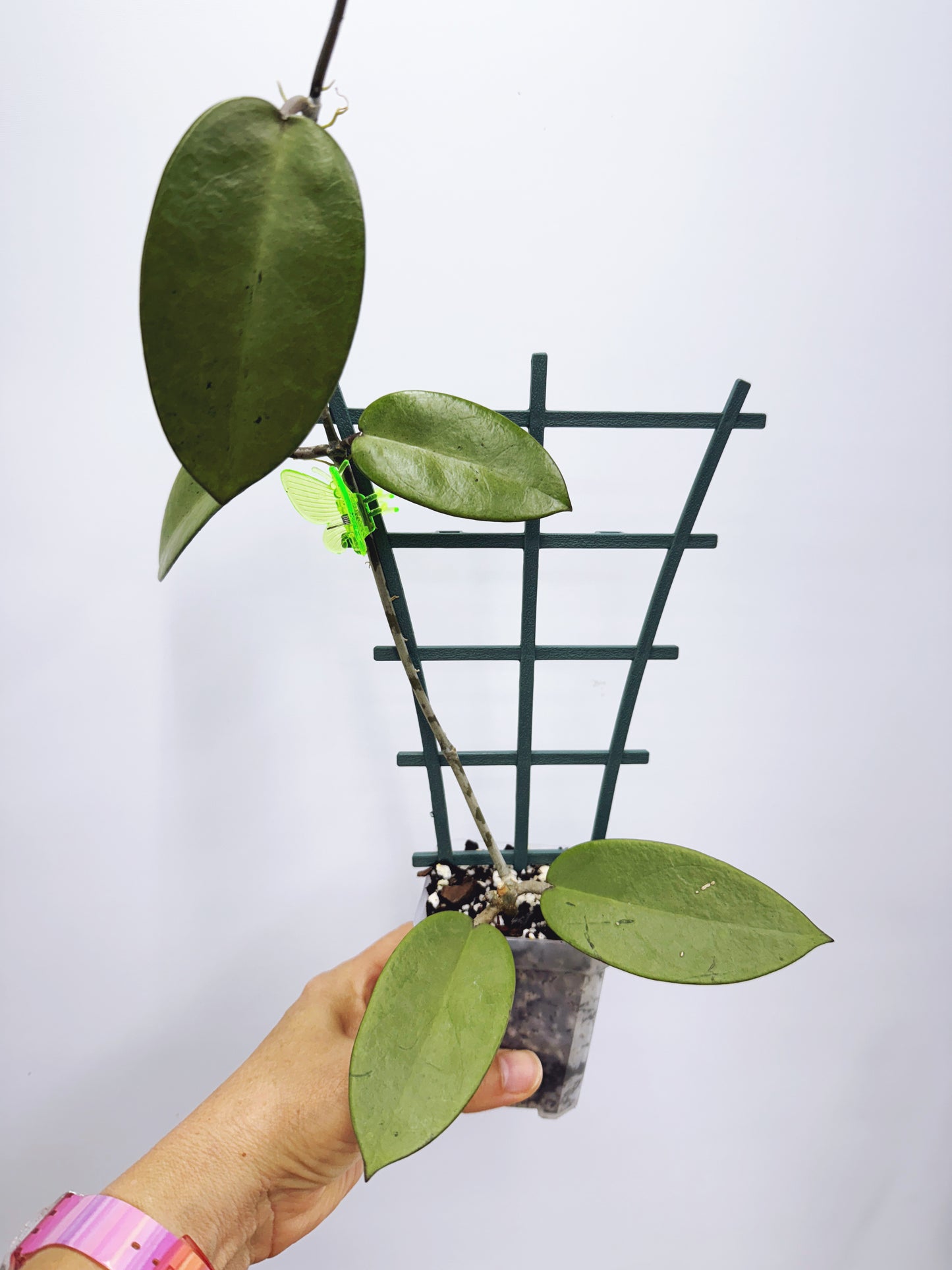 Hoya silver dollar