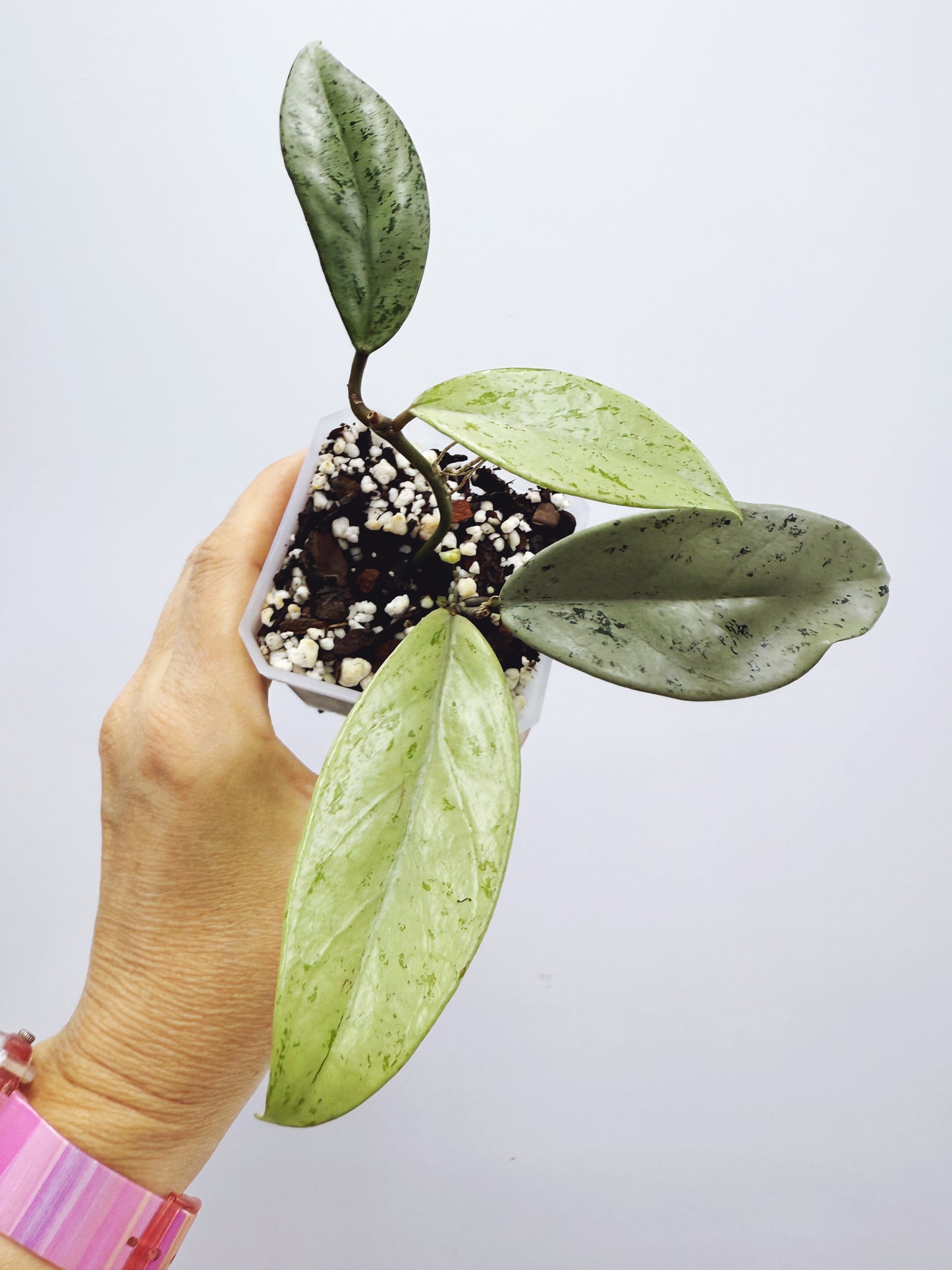 Hoya pubicalyx pink silver ghost