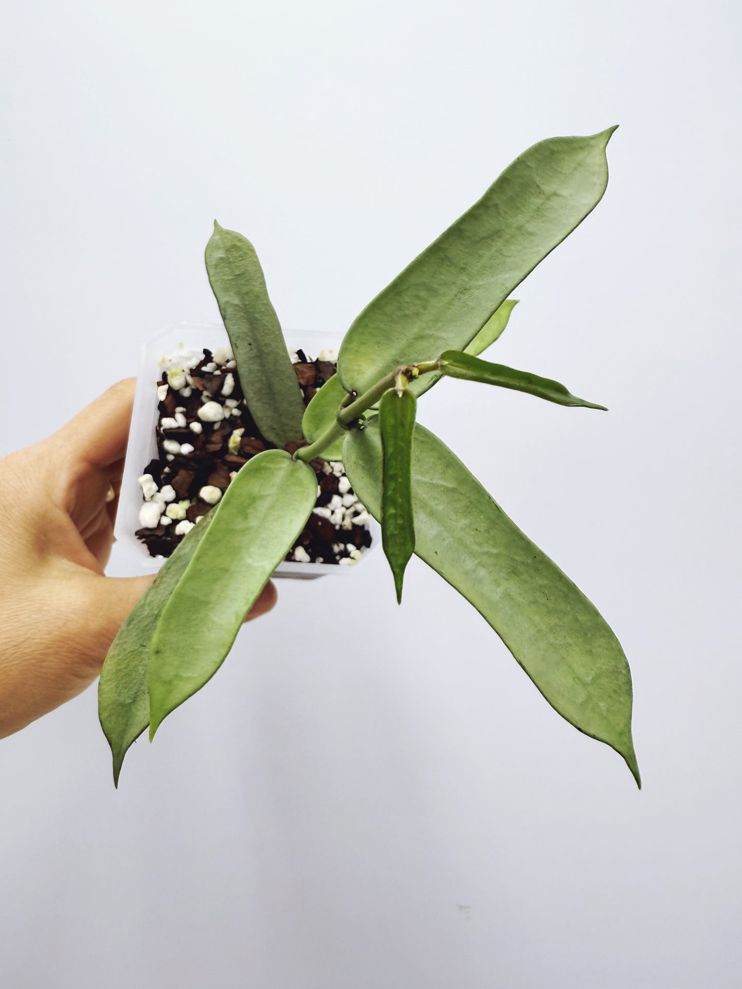 Hoya pandurata silver