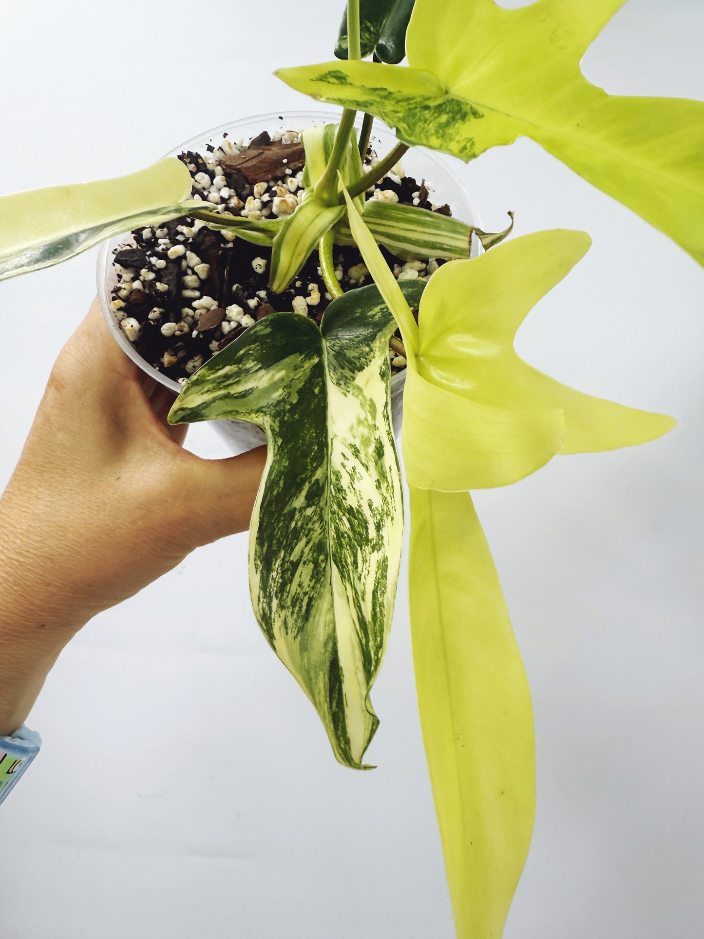 Philodendron florida beauty