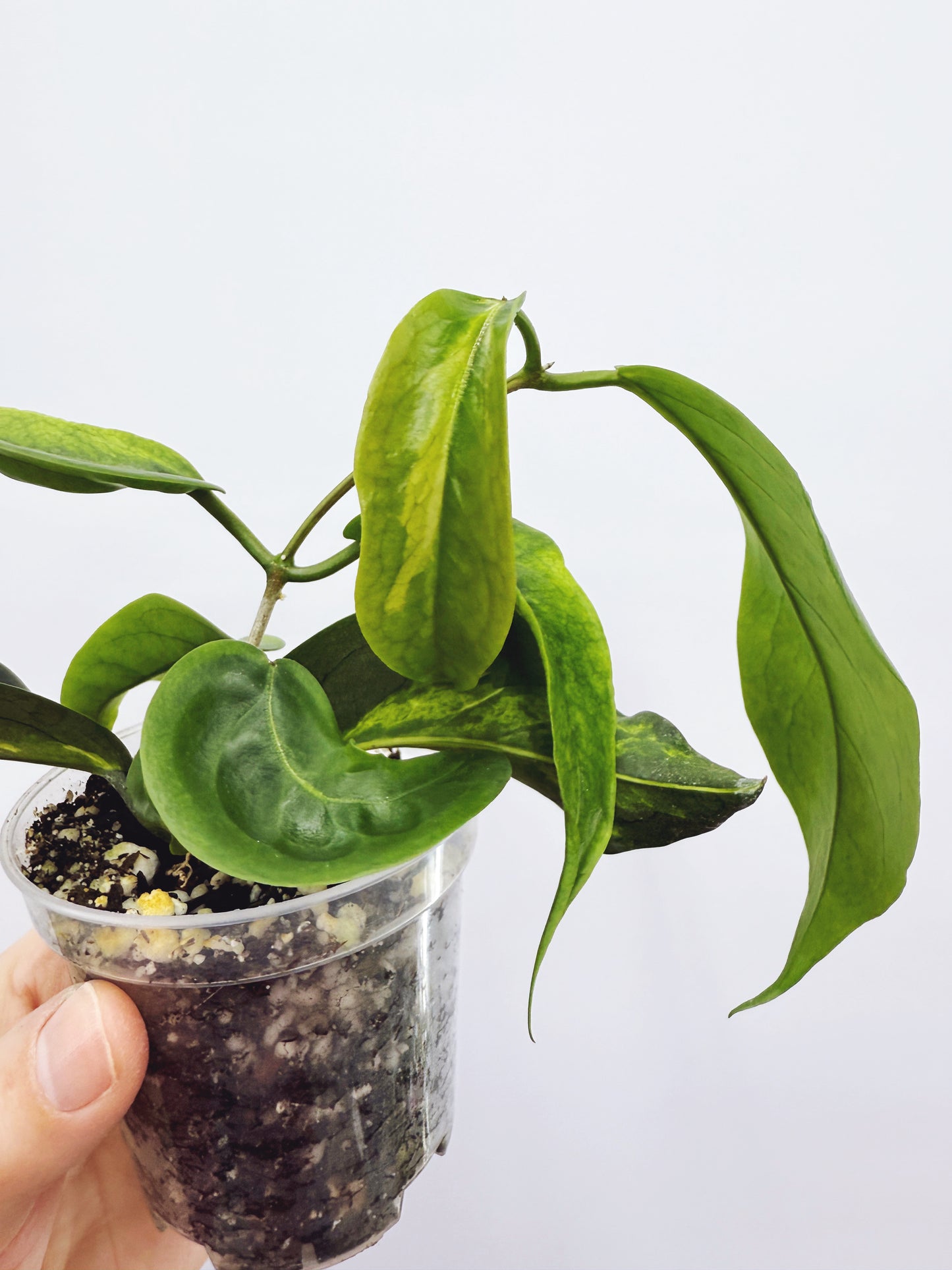 Hoya kenejiana variegata