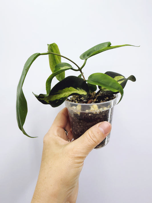 Hoya kenejiana variegata