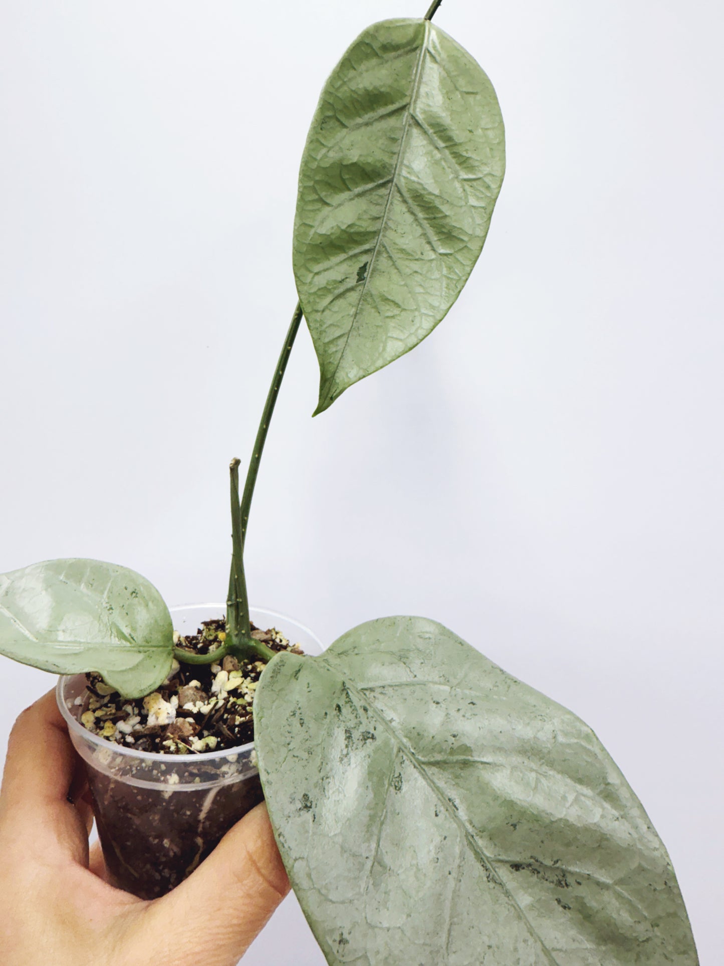 Hoya coriacea silver