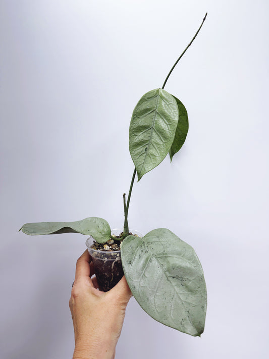 Hoya coriacea silver