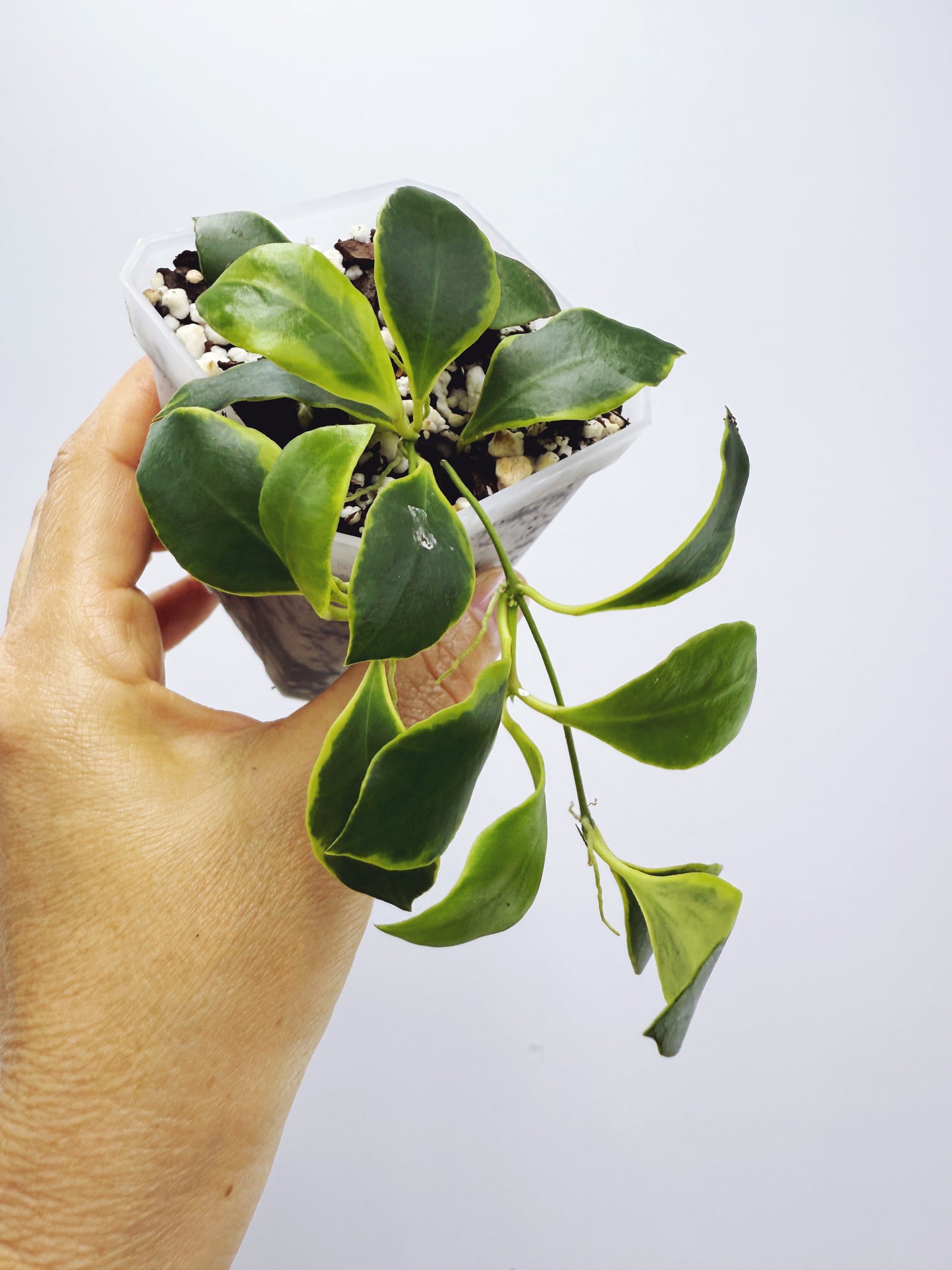 Hoya heuschkeliana albomarginata