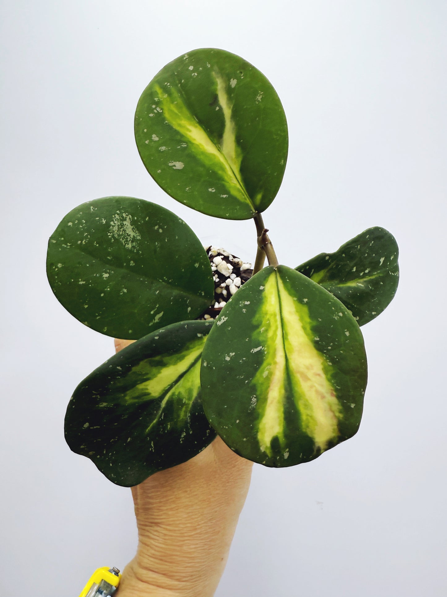 Hoya obovata variegated