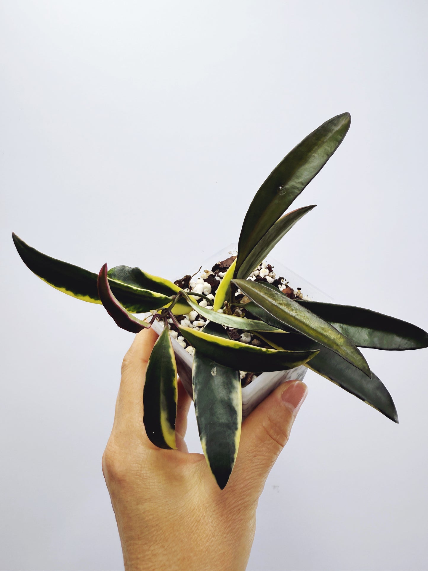 Hoya kentiana lori lyn