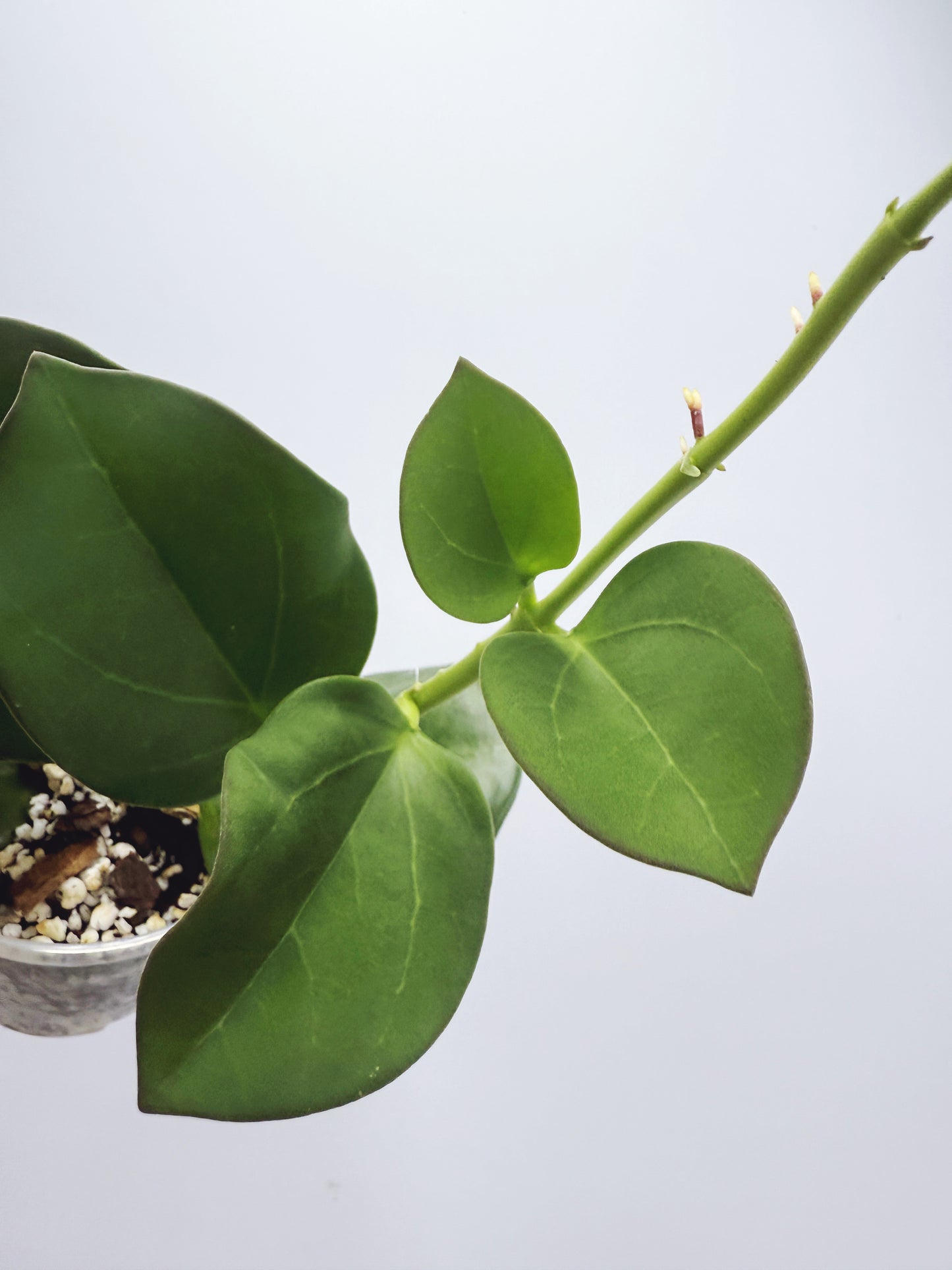 Hoya pachyclada