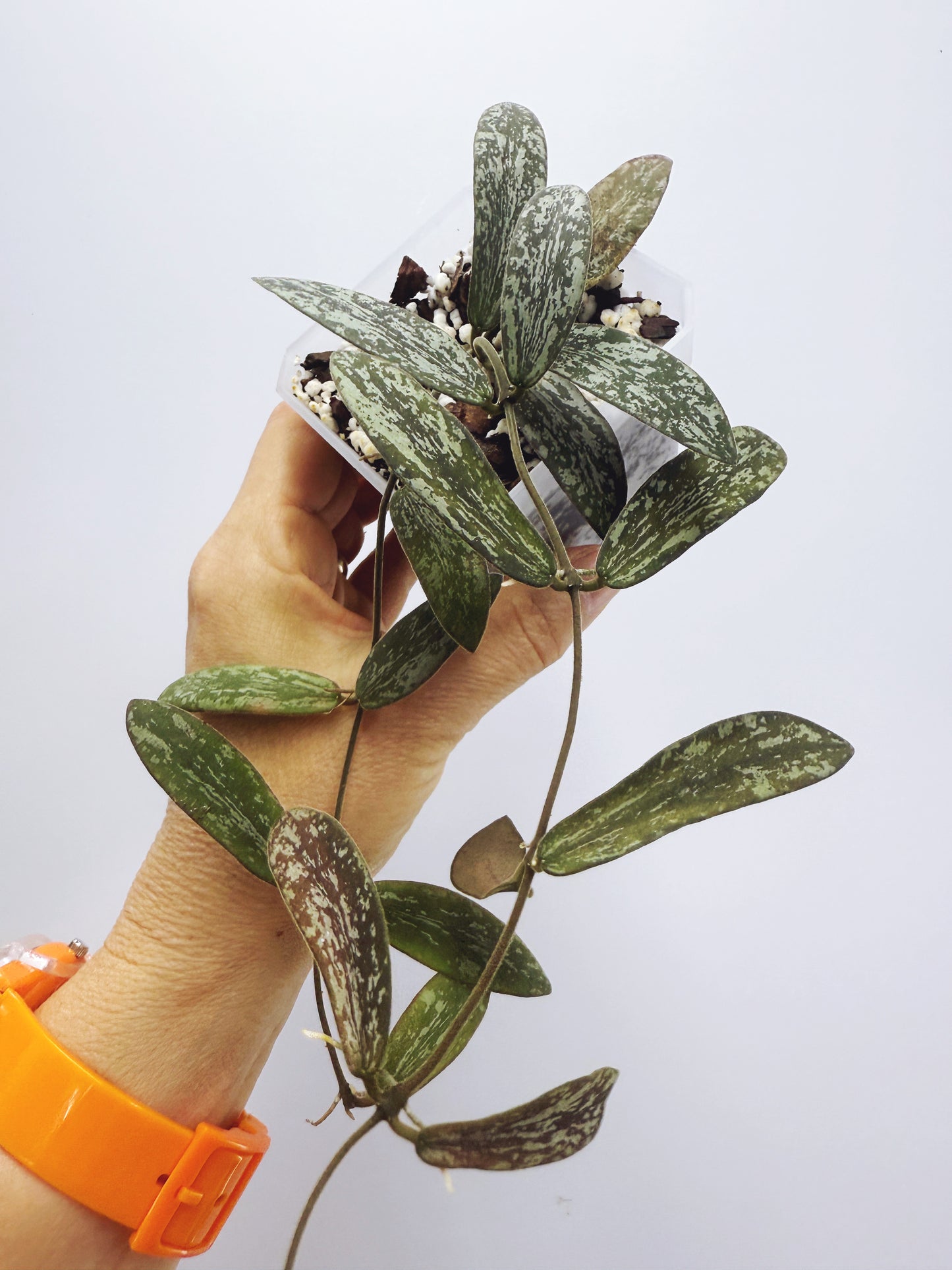Hoya sigillatis