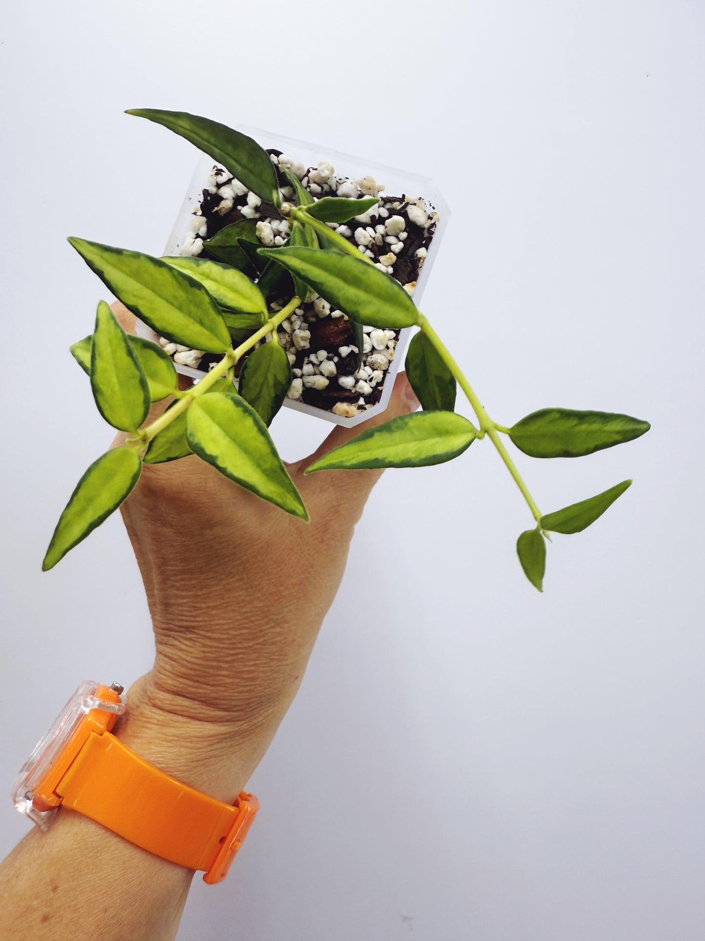 Hoya bella luis bois variegated