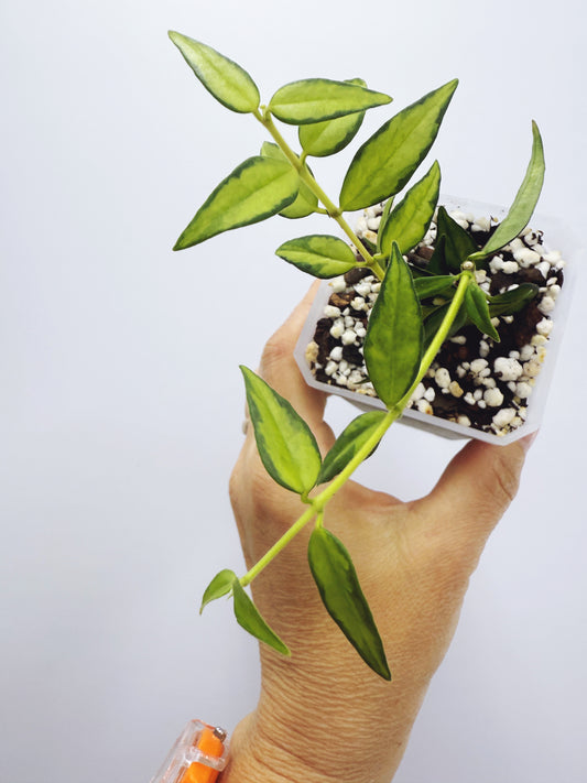 Hoya bella luis bois variegated