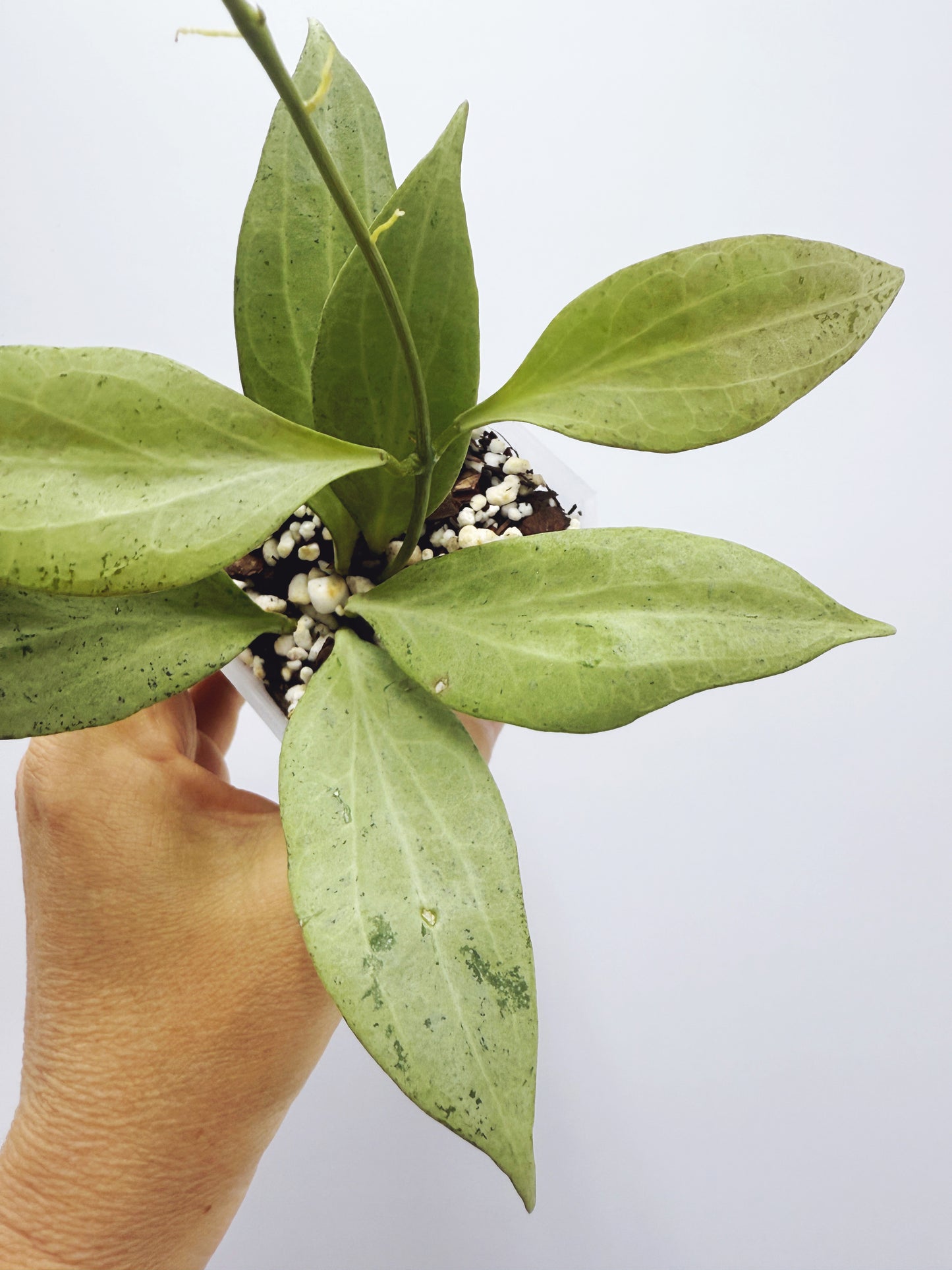 Hoya new guinea ghost