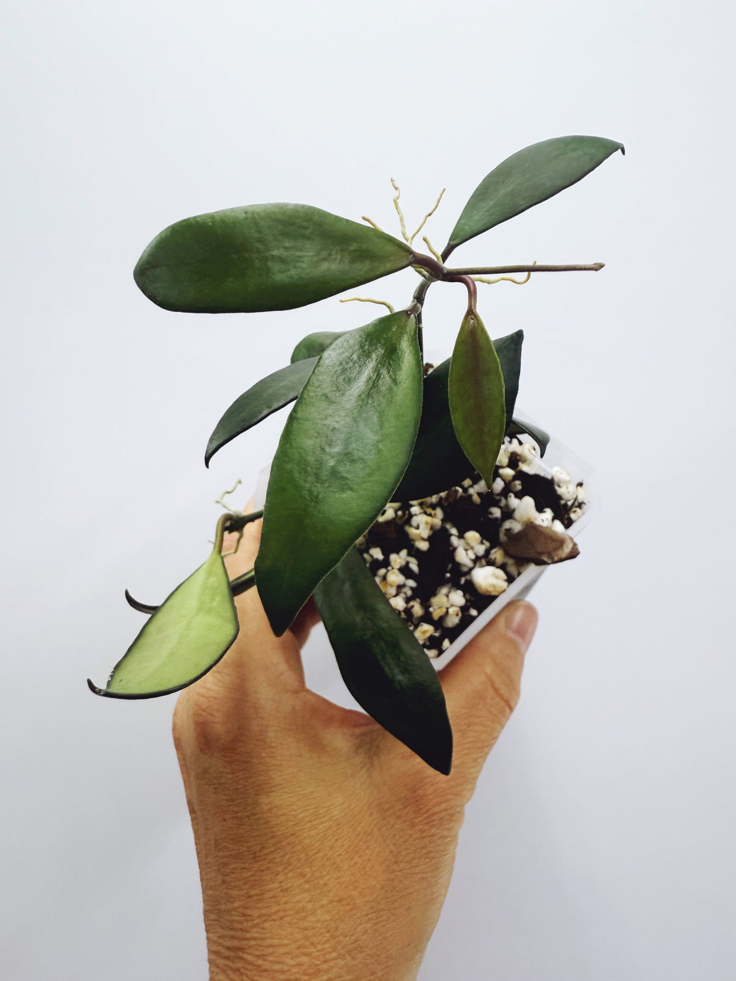 Hoya davidcummingii